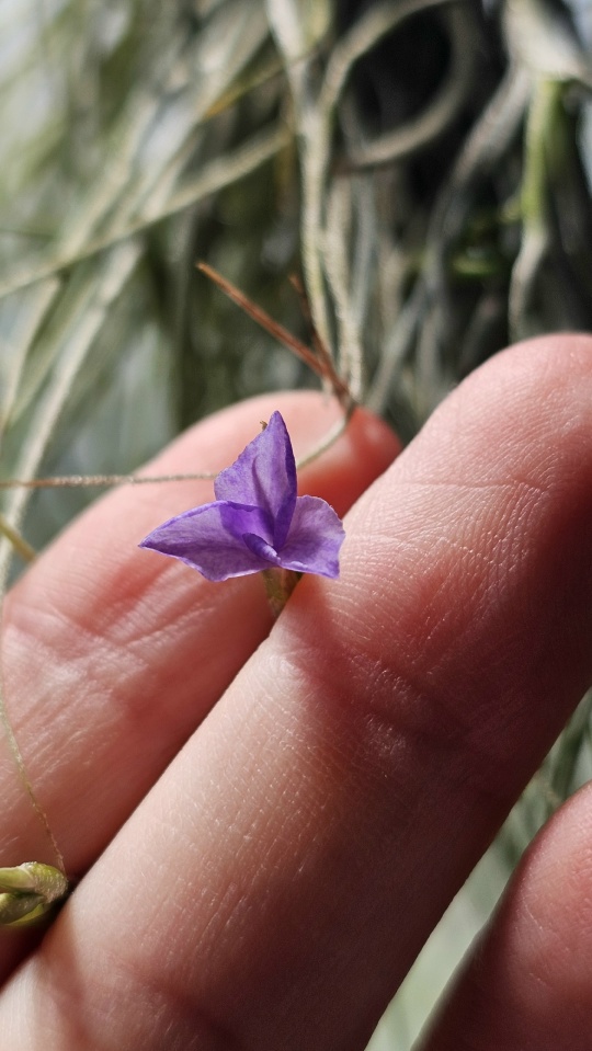 bandensis crocata flower