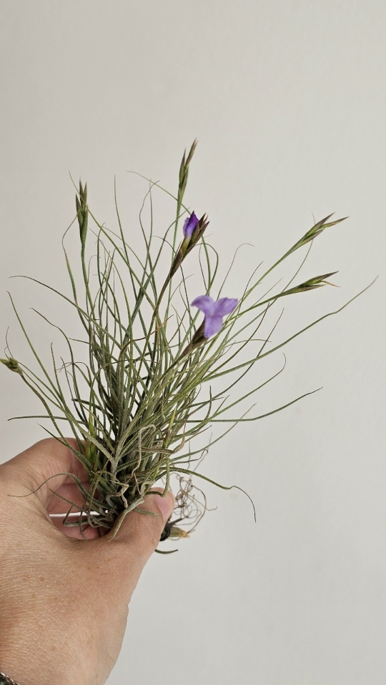 bandensis crocata hand