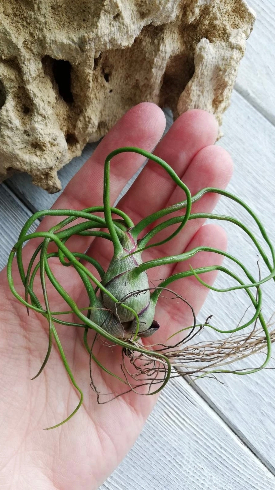 bulbosa l