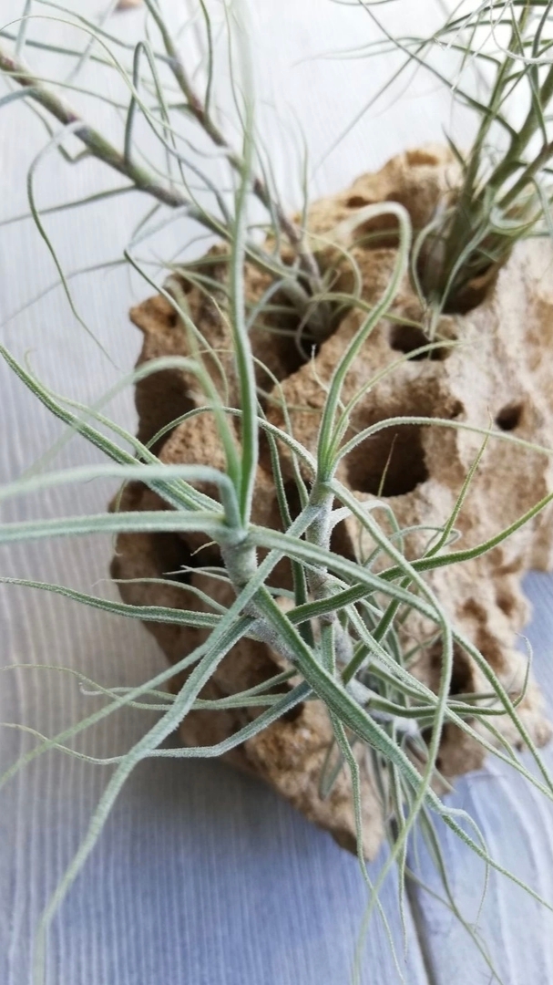 caerulea