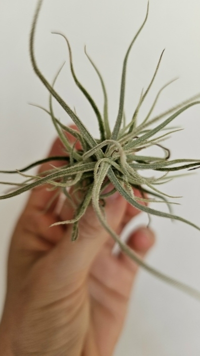 chusgonensis hand