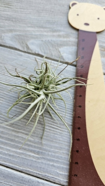 chusgonensis