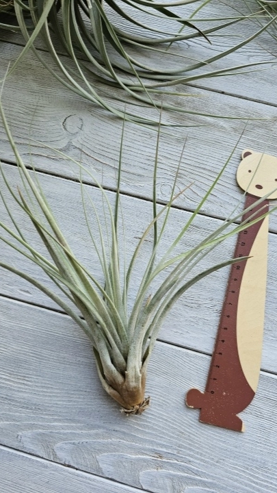 fasciculata s front