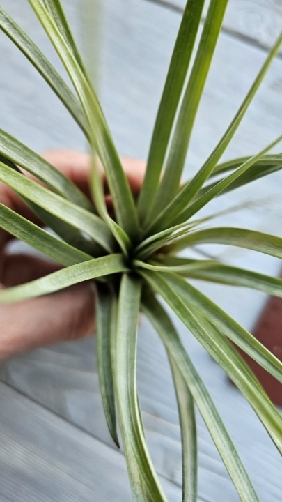 fasciculata s hand