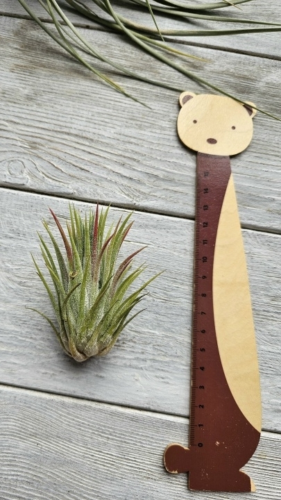 ionantha ron l front