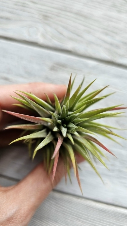 ionantha ron l hand