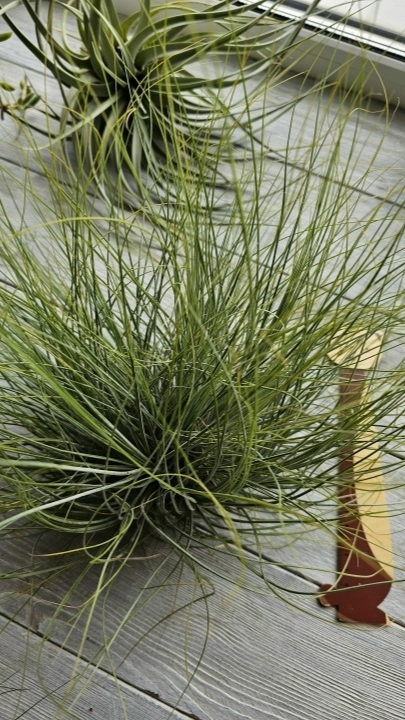 juncea wireball front