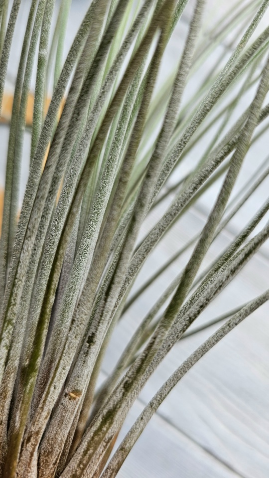 juncea xl close