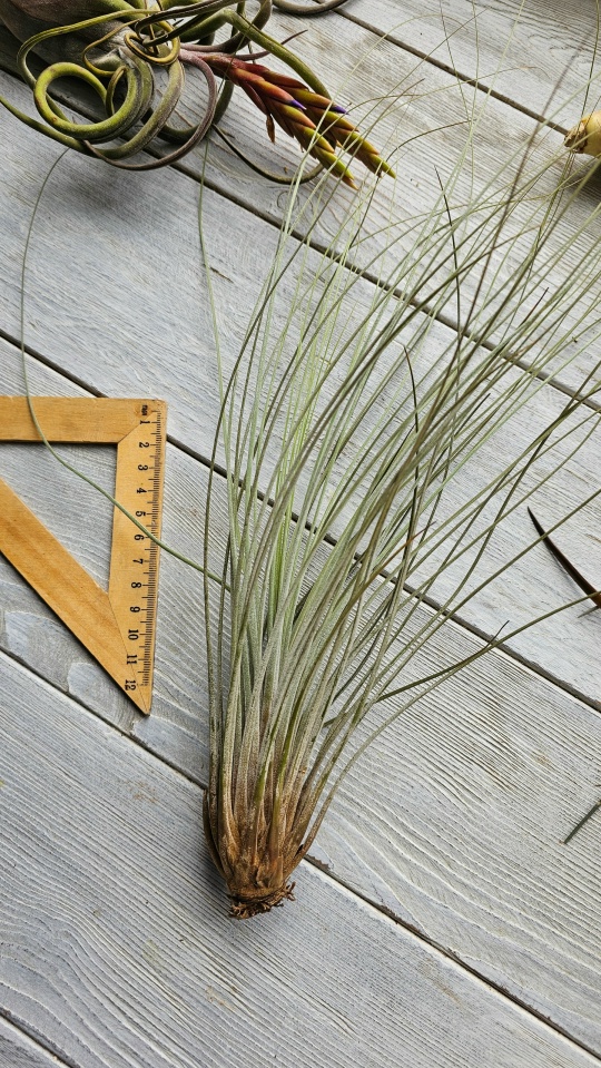 juncea xl front