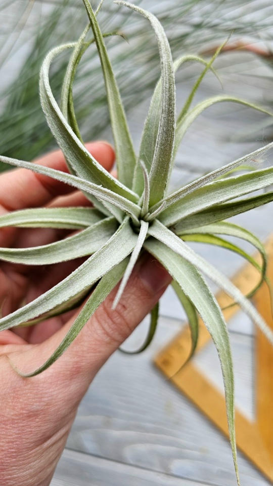 leonamiana hand
