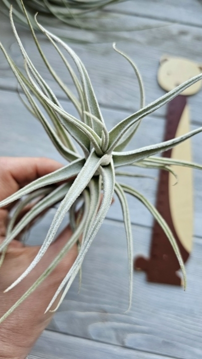 mitlaensis l hand
