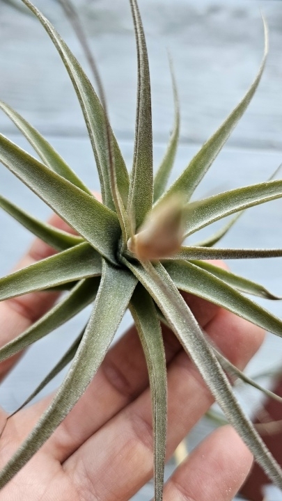 murorum hand