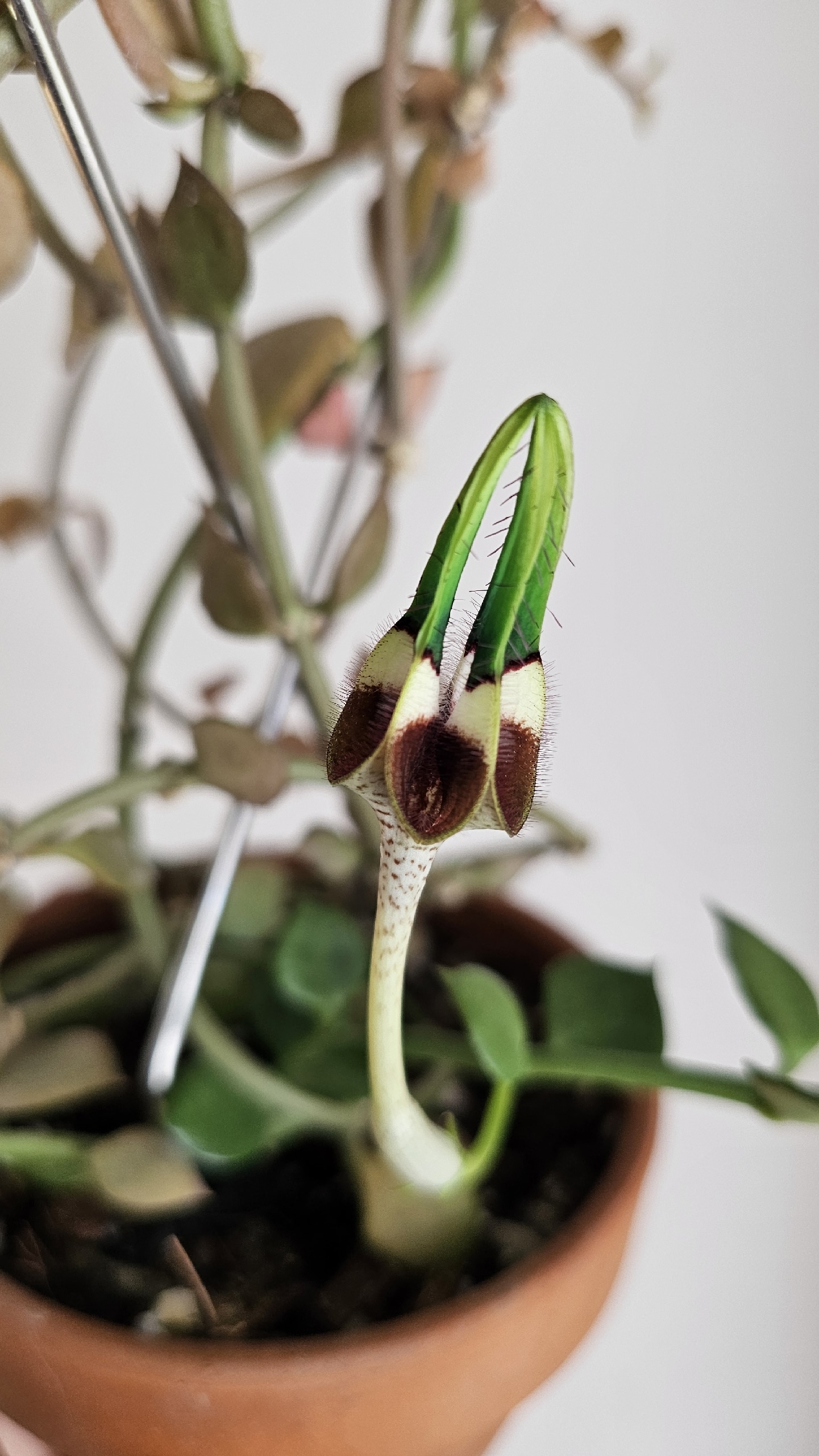 radicans 1