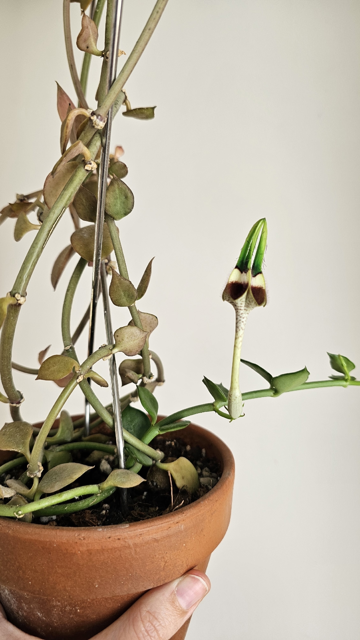 radicans 3