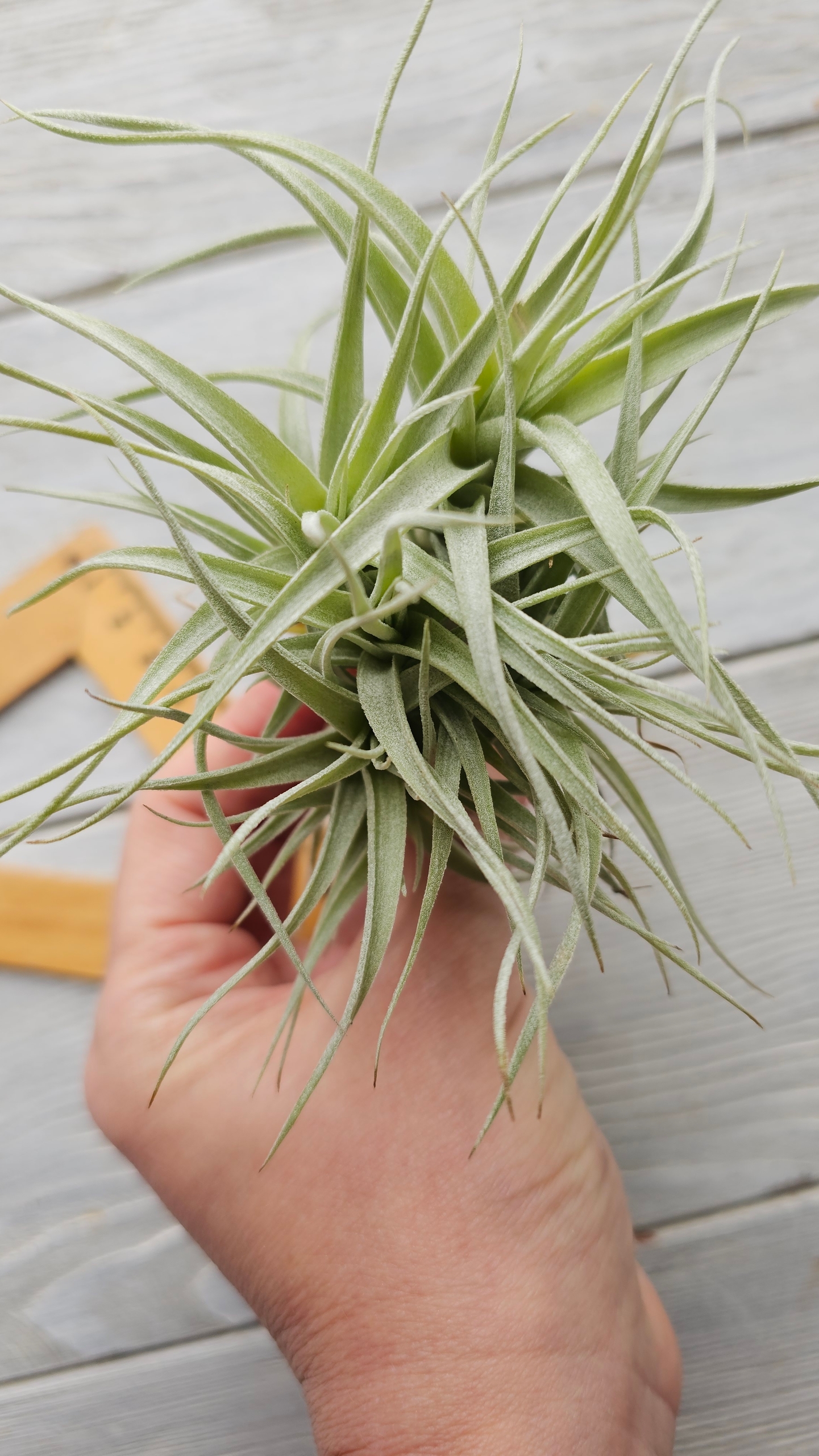 albida hand