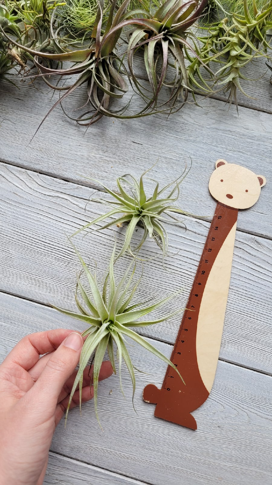 albida solo