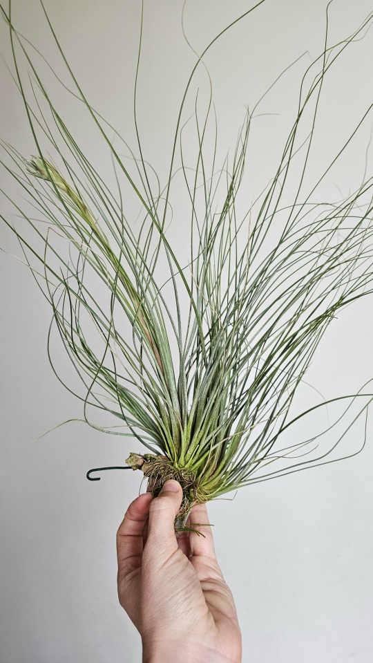bartramii kork hand
