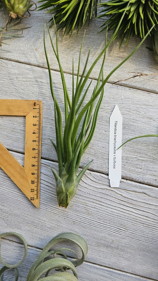 brach bulb front