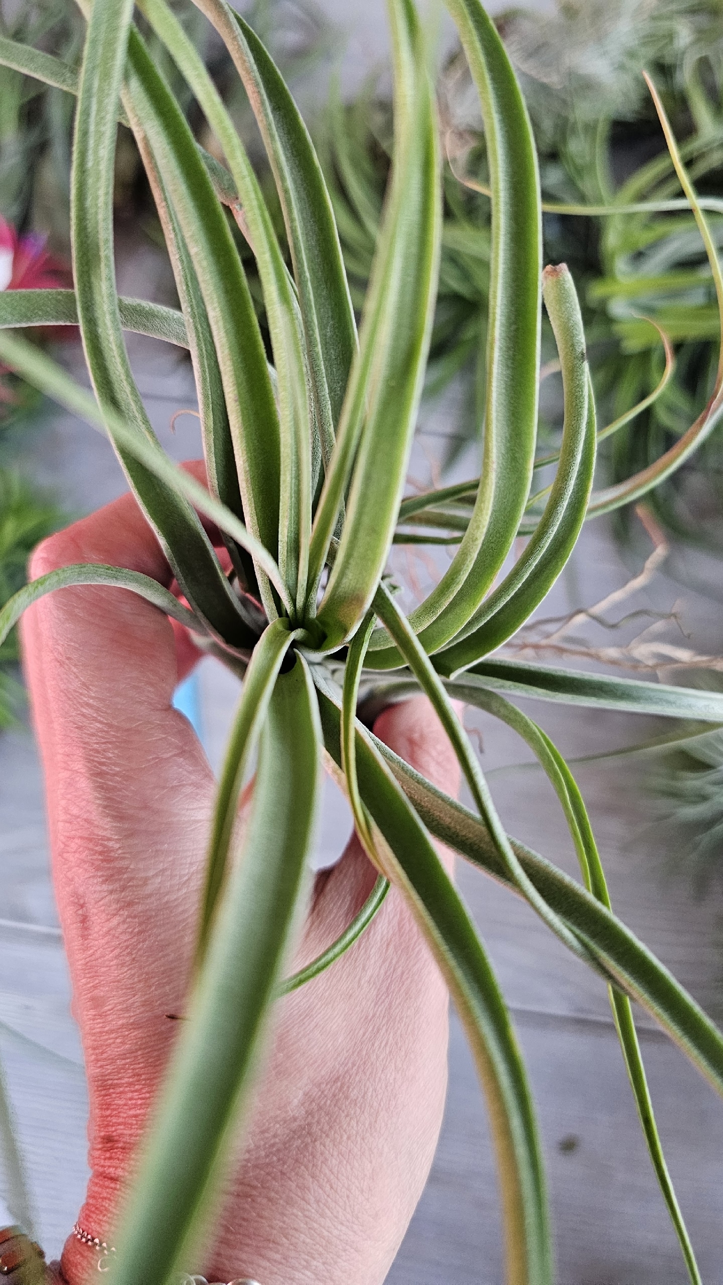 brach medusae hand
