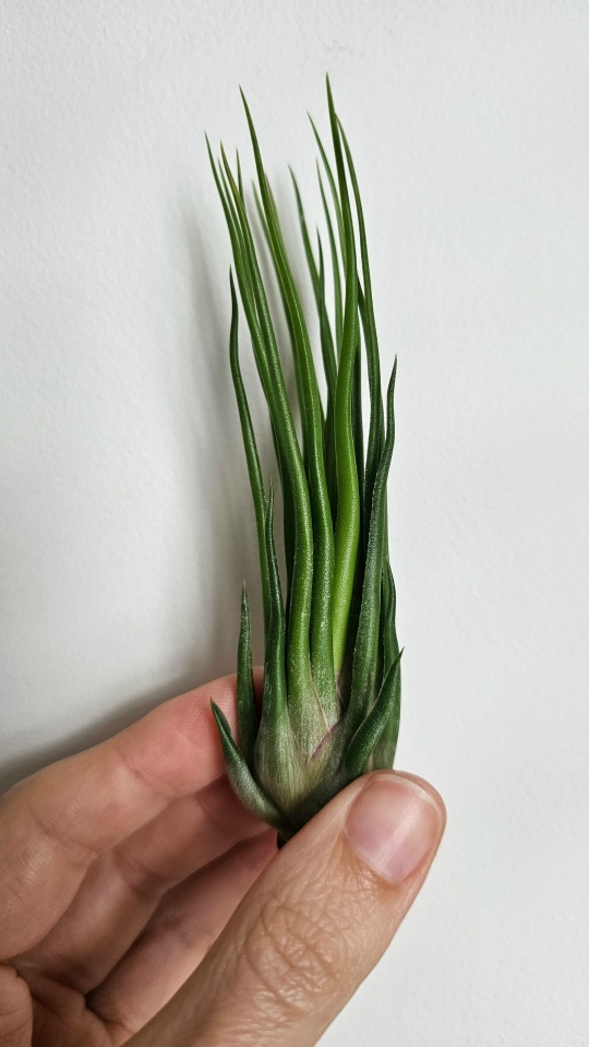 bulbosa fuego hand