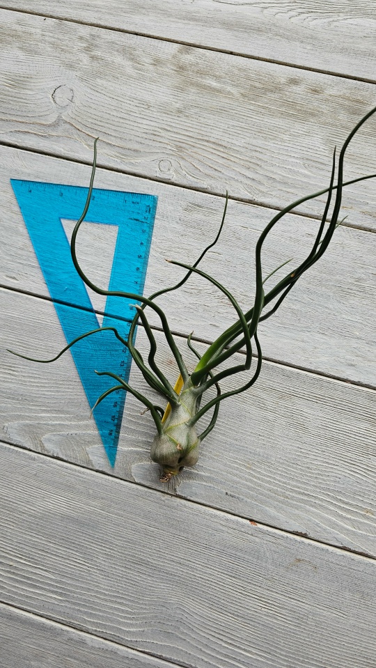 bulbosa gigant front