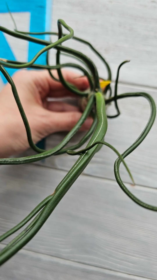 bulbosa gigant hand