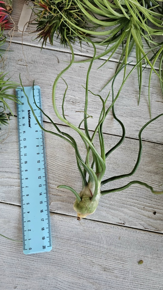 bulbosa gigant thai