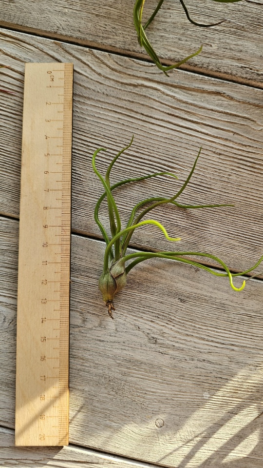 bulbosa s