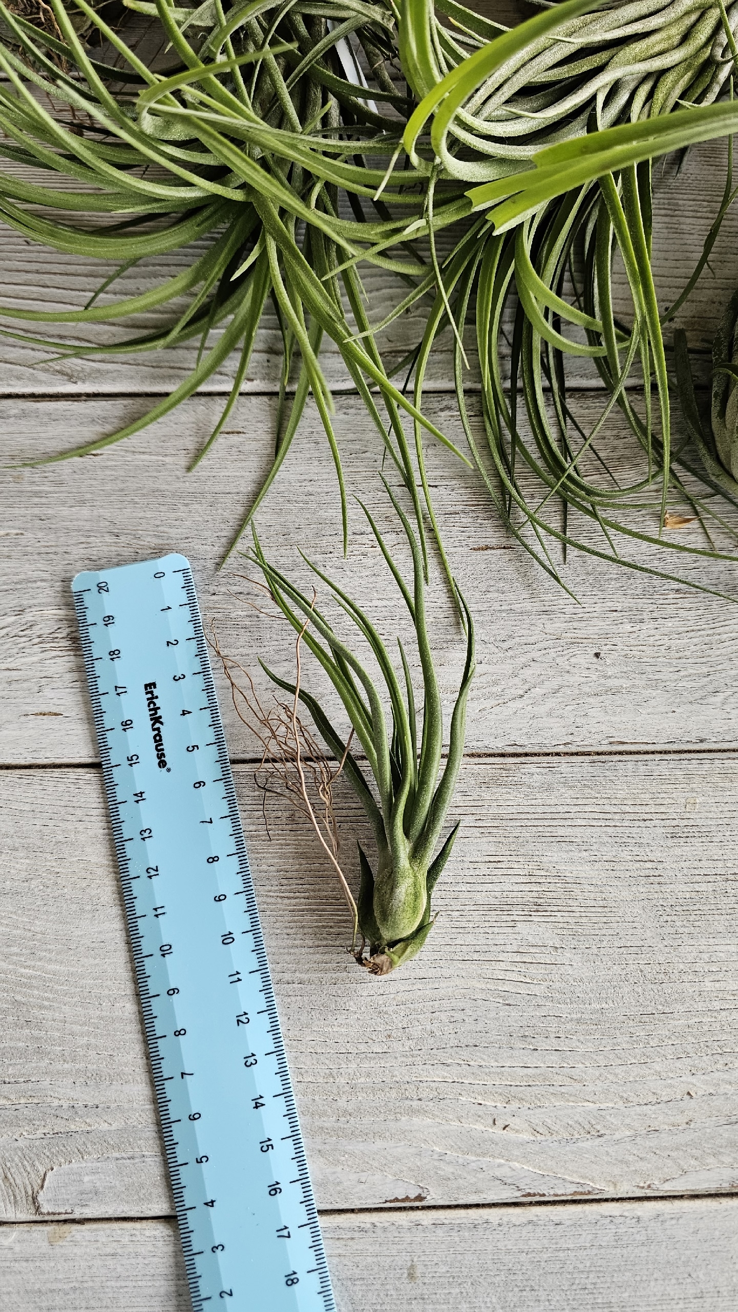 bulbosa x ionantha