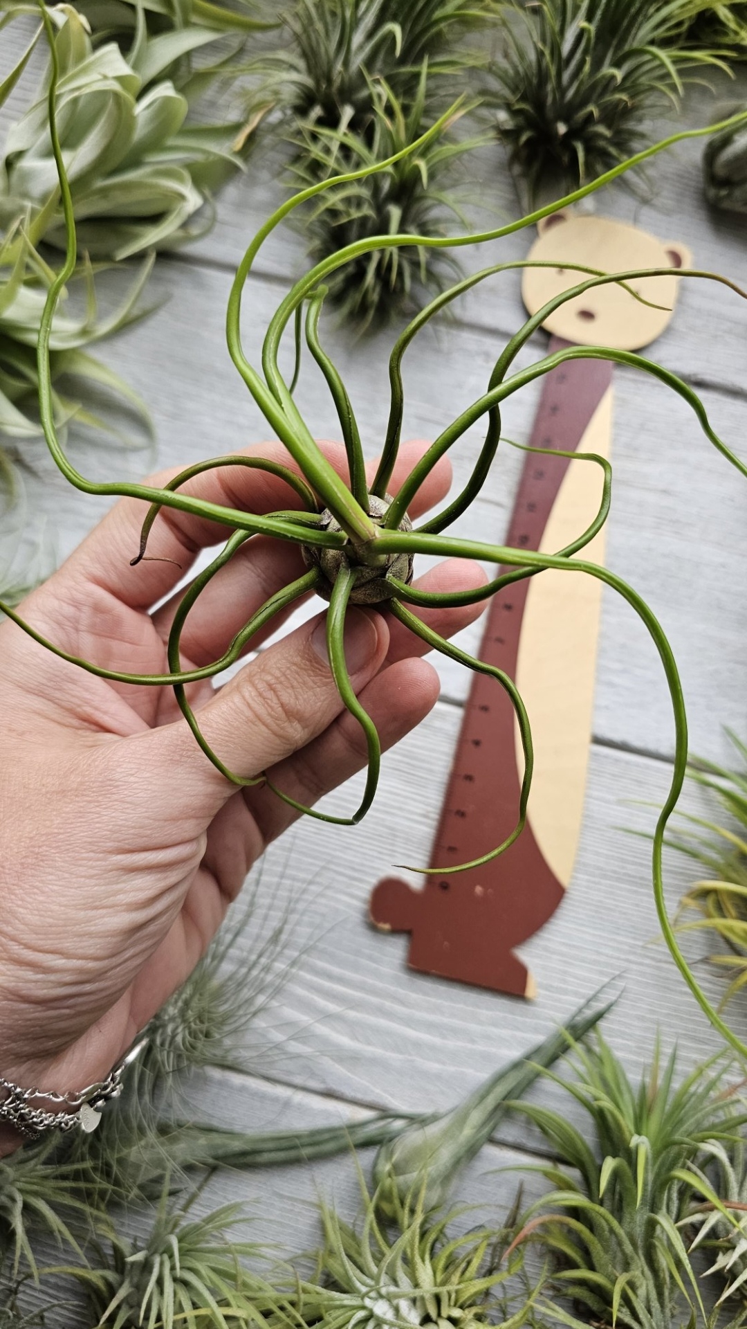 bulbosa