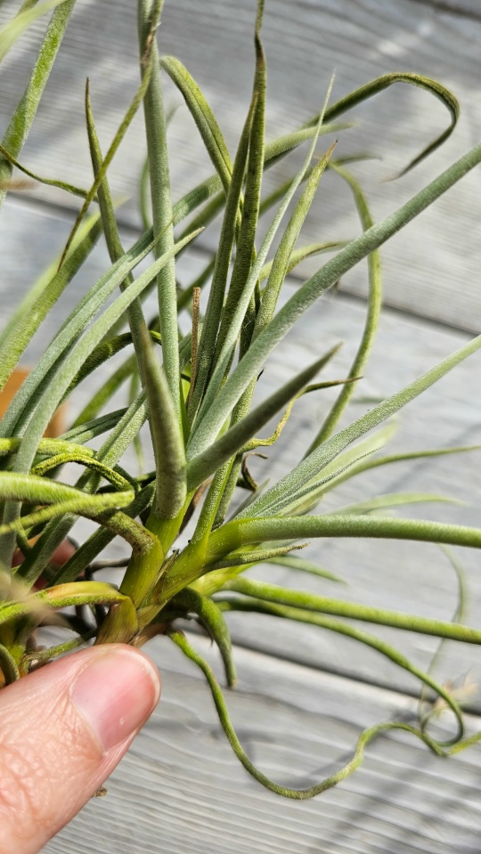 caliginosa pulk close