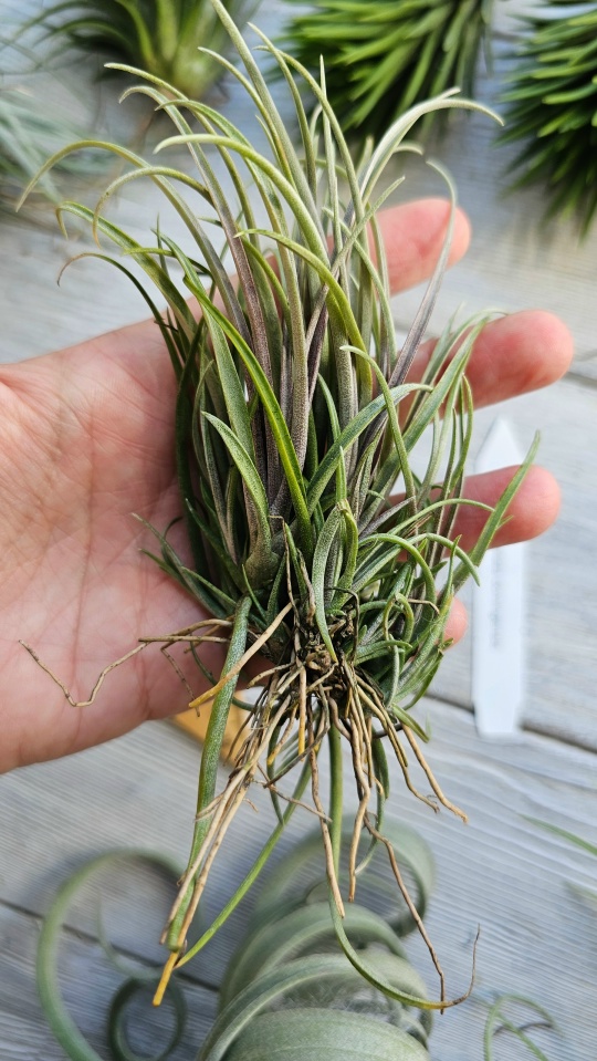 capitata domingensis hand