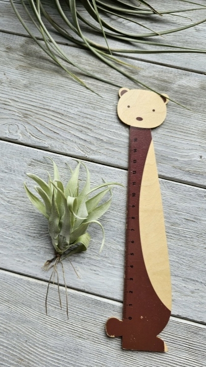 capitata duda s front
