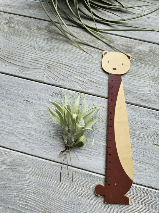 capitata duda s front