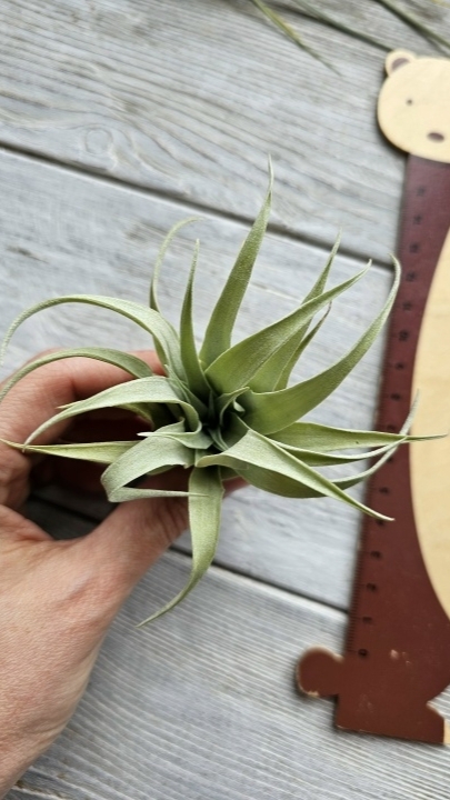 capitata duda s hand