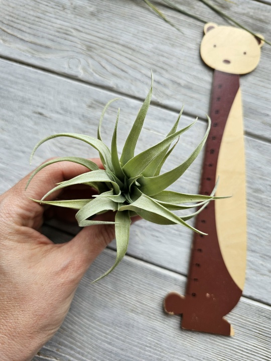 capitata duda s hand