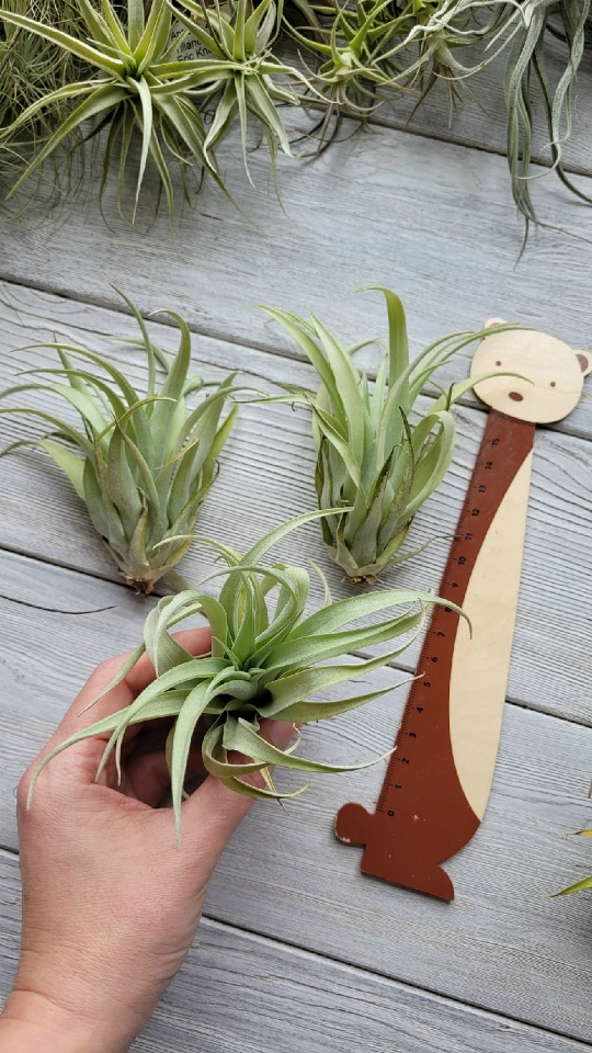 capitata duda