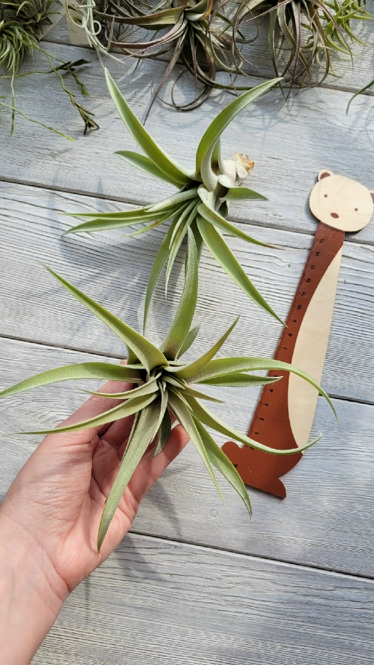 capitata peach