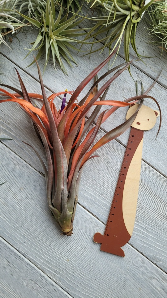 capitata red front