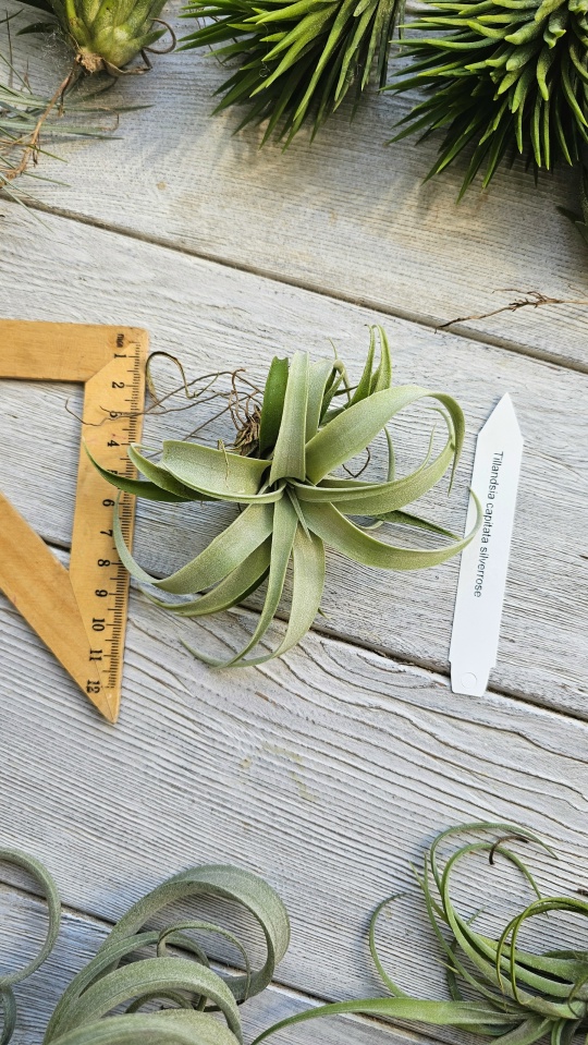 capitata silver rose front