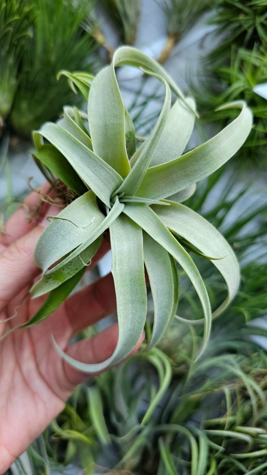 capitata silver rose hand