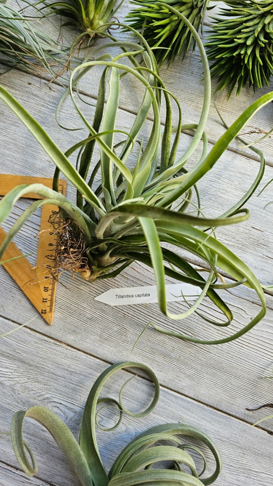 capitata thai front