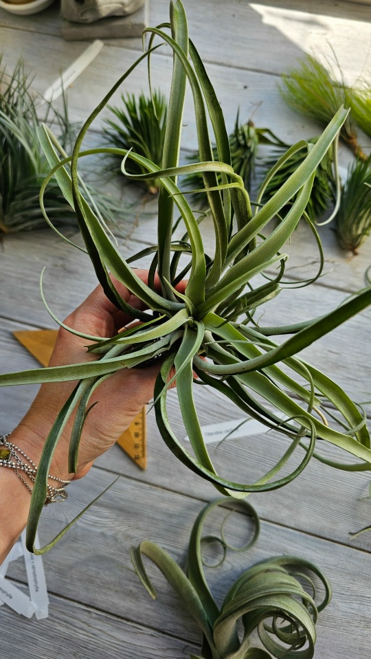 capitata thai hand
