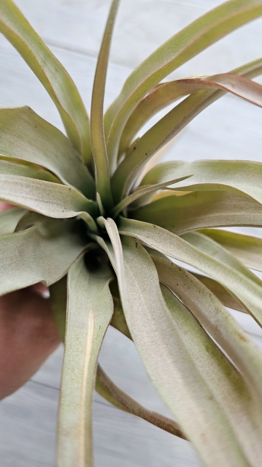 capitata yellow l close