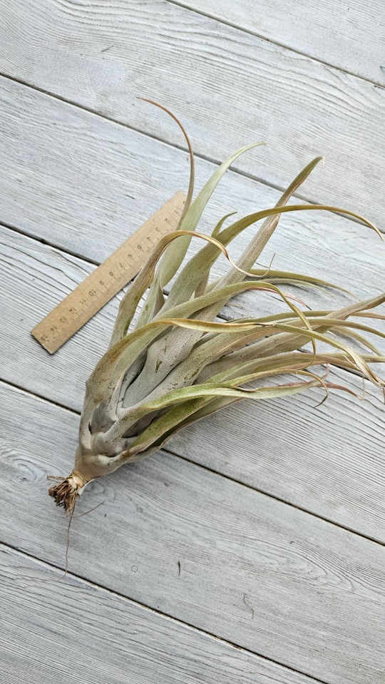 capitata yellow l front