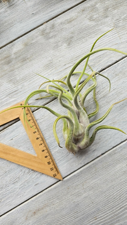 caput medusae L