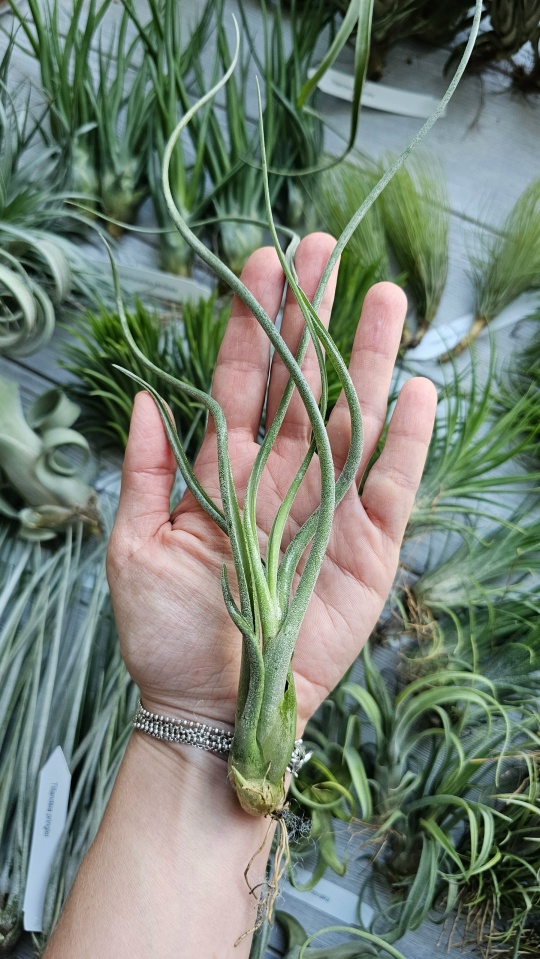 caput medusae thai hand