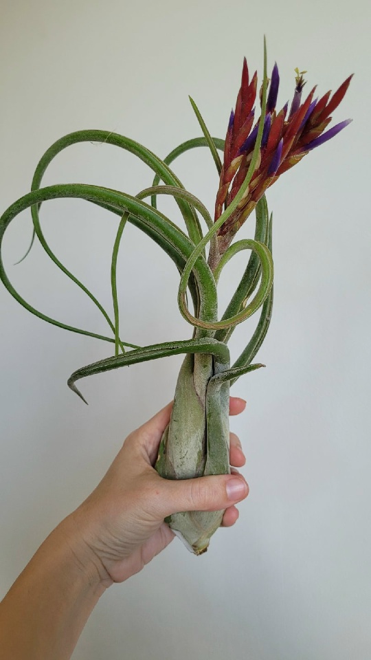 caput medusae xxl hand