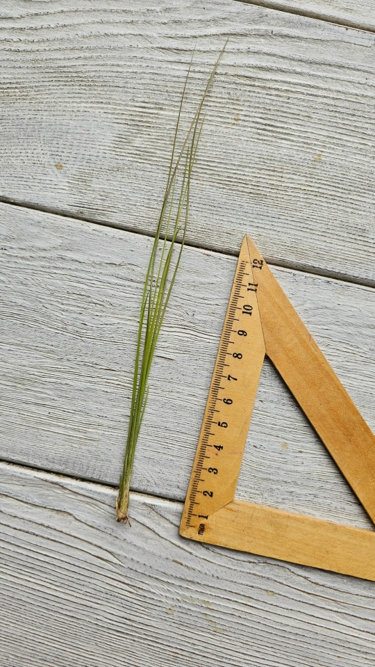 chaetophylla