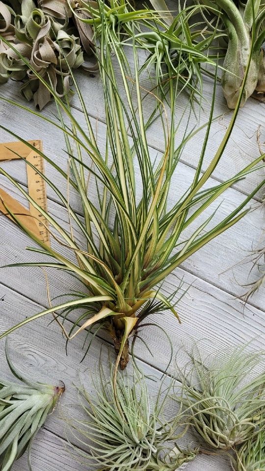 cyanea albo marginata L